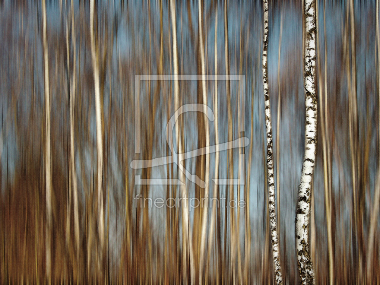 Bild-Nr.: 11087013 Spring Birches erstellt von Michael Guntenhöner