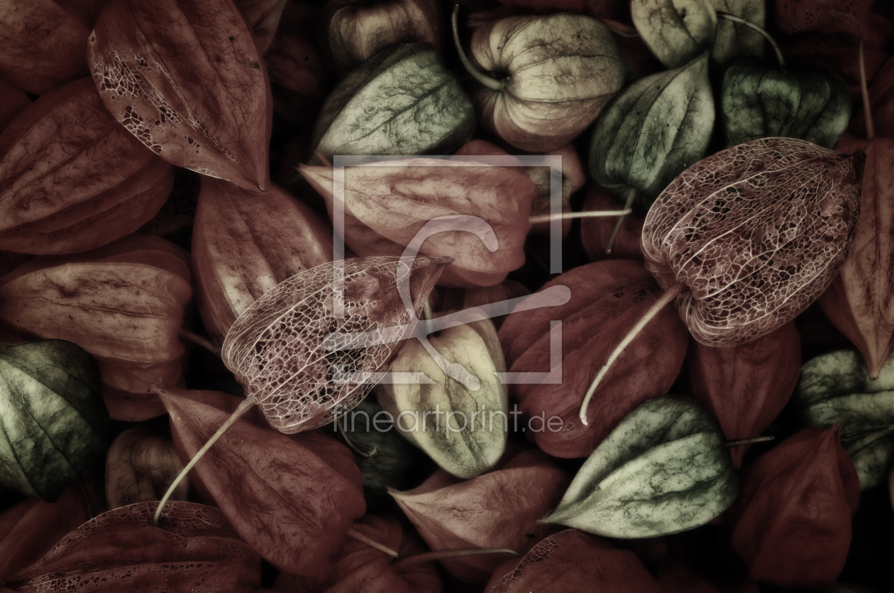 Bild-Nr.: 11088095 Physalis III erstellt von Prieni
