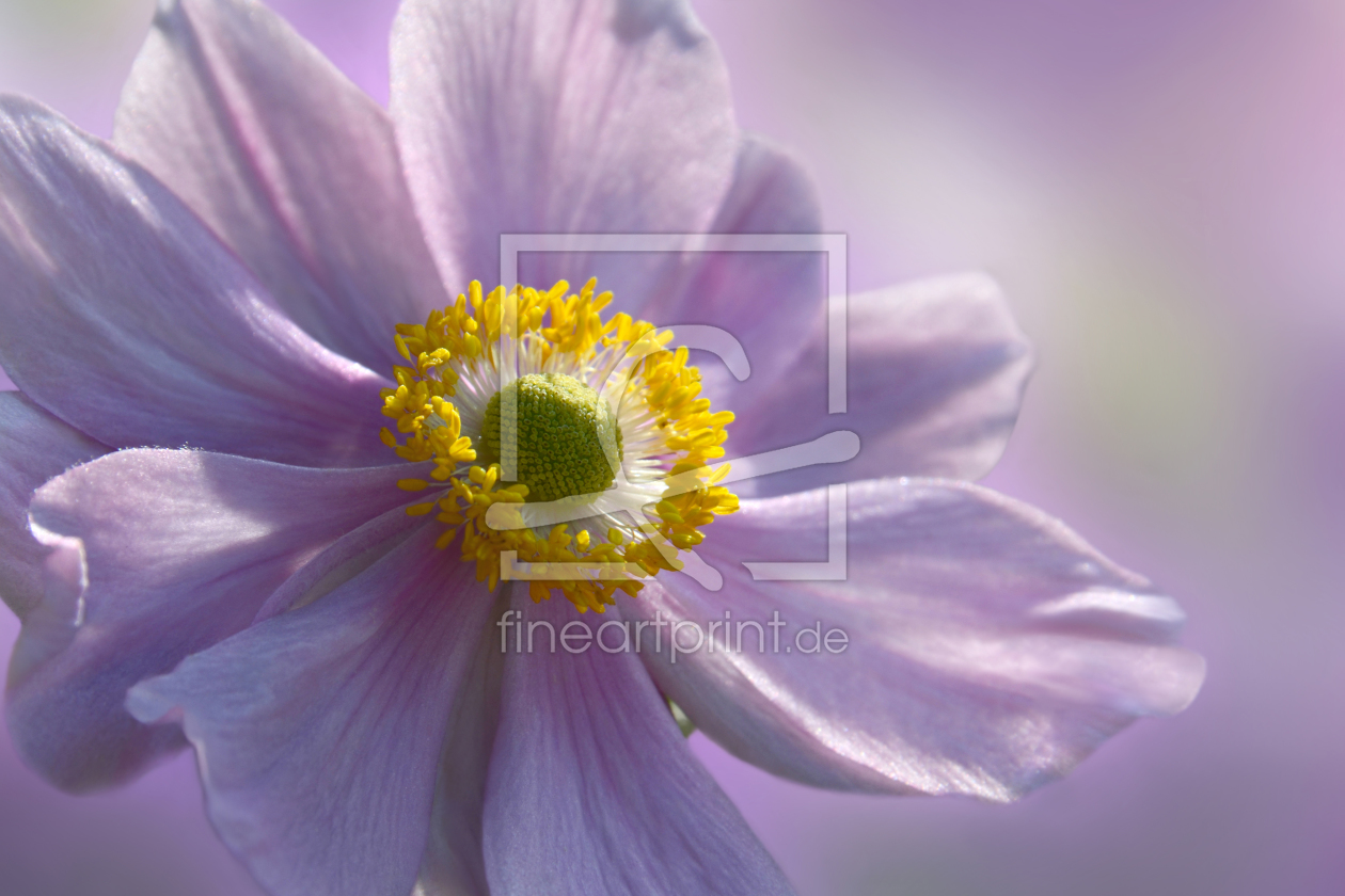 Bild-Nr.: 11088195 Anemone erstellt von Atteloi