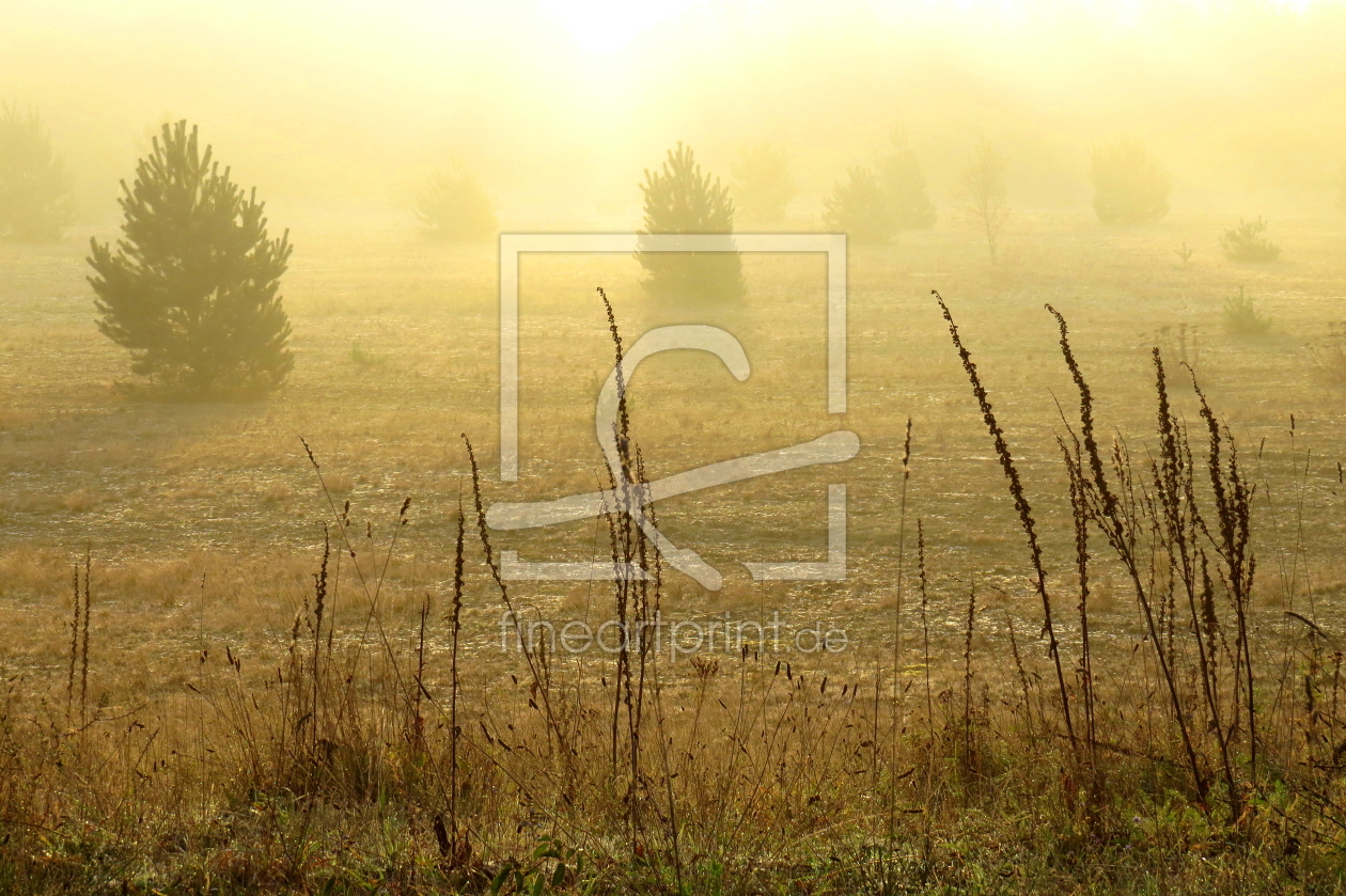 Bild-Nr.: 11089093 Goldener Morgen erstellt von Ostfriese