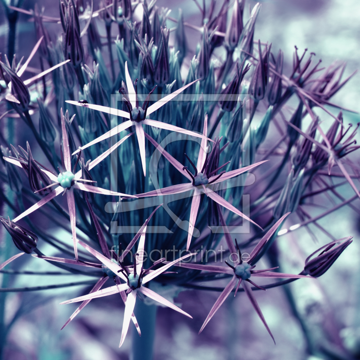 Bild-Nr.: 11089201 Allium erstellt von Atteloi