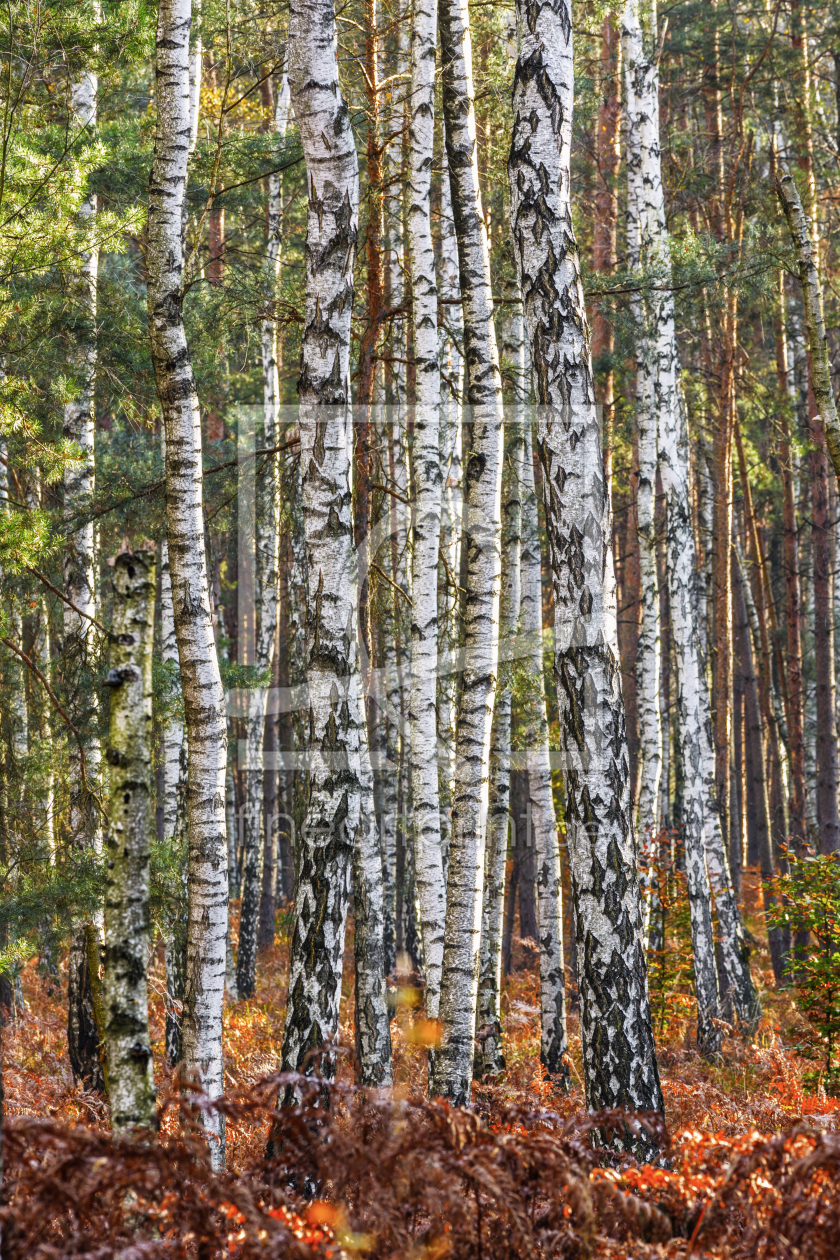 Bild-Nr.: 11089785 Herbst im Birkenwald erstellt von Daniela Beyer