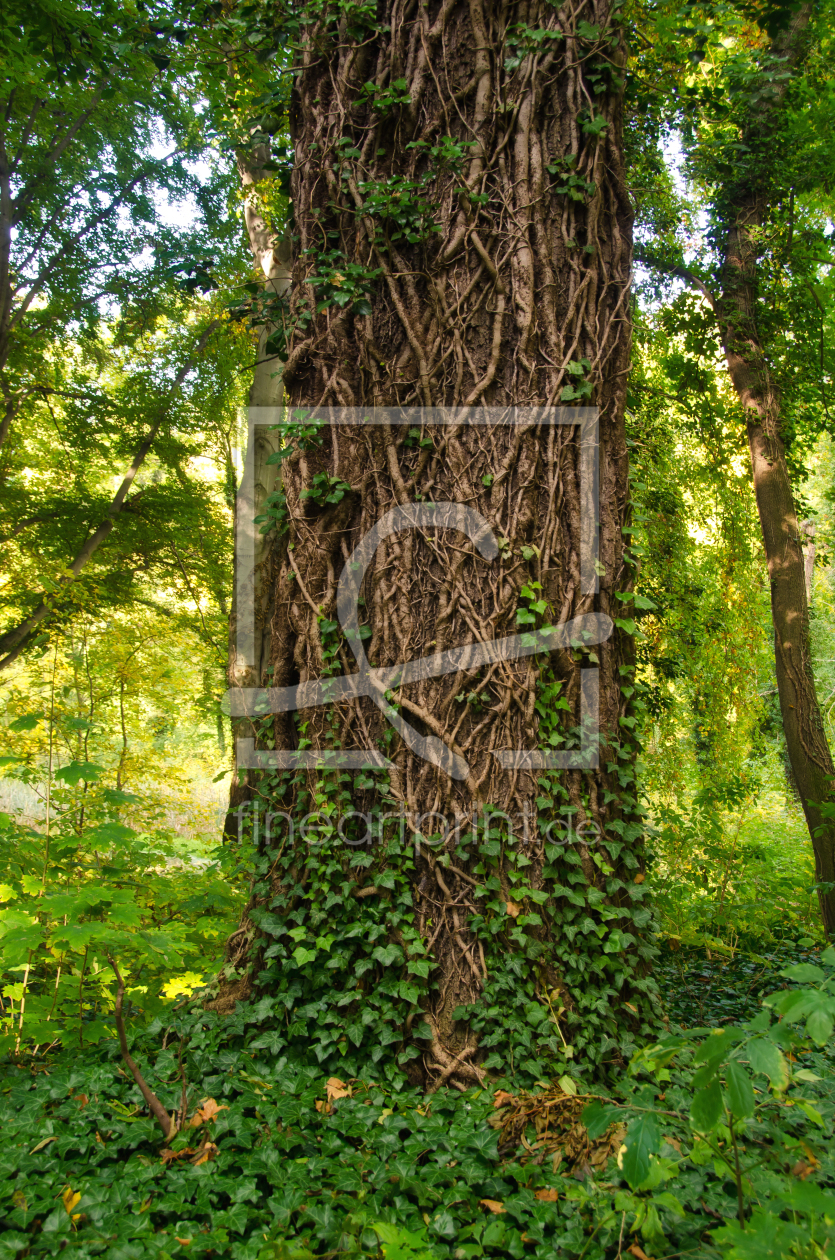 Bild-Nr.: 11095525 Märchen Zauber Baum erstellt von Steffen Gierok