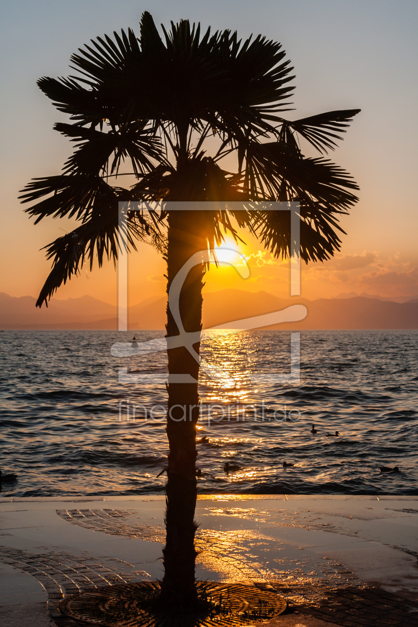 Bild-Nr.: 11098527 Palme am Gardasee erstellt von TomKli