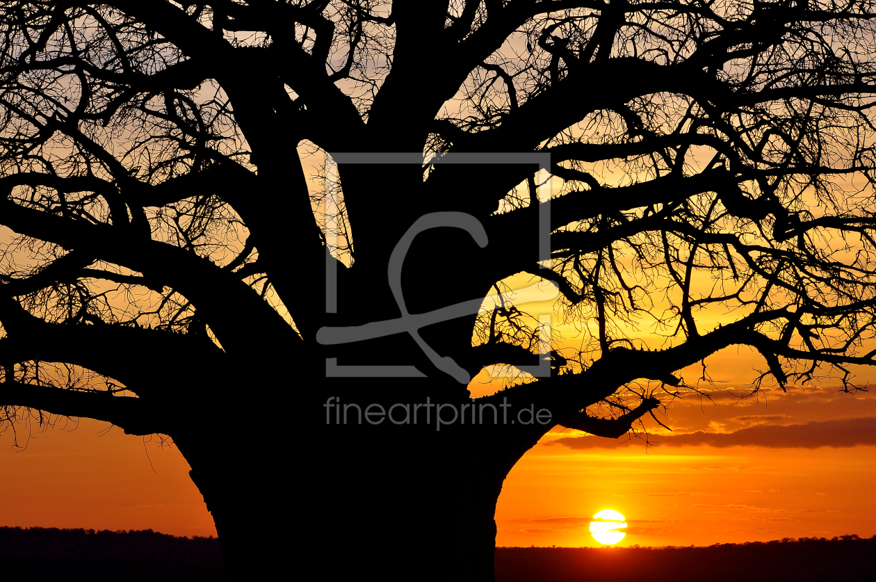 Bild-Nr.: 11099063 Affenbrotbaum im Sonnenuntergang, Serengeti, Tansania erstellt von heinze1000