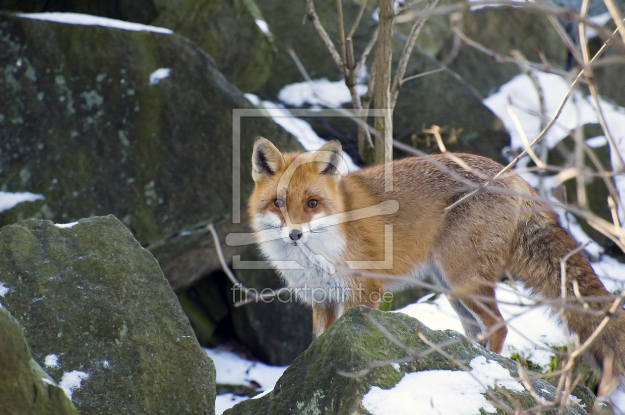 Bild-Nr.: 11099911 Rotfuchs im Winter erstellt von Michael Weirauch