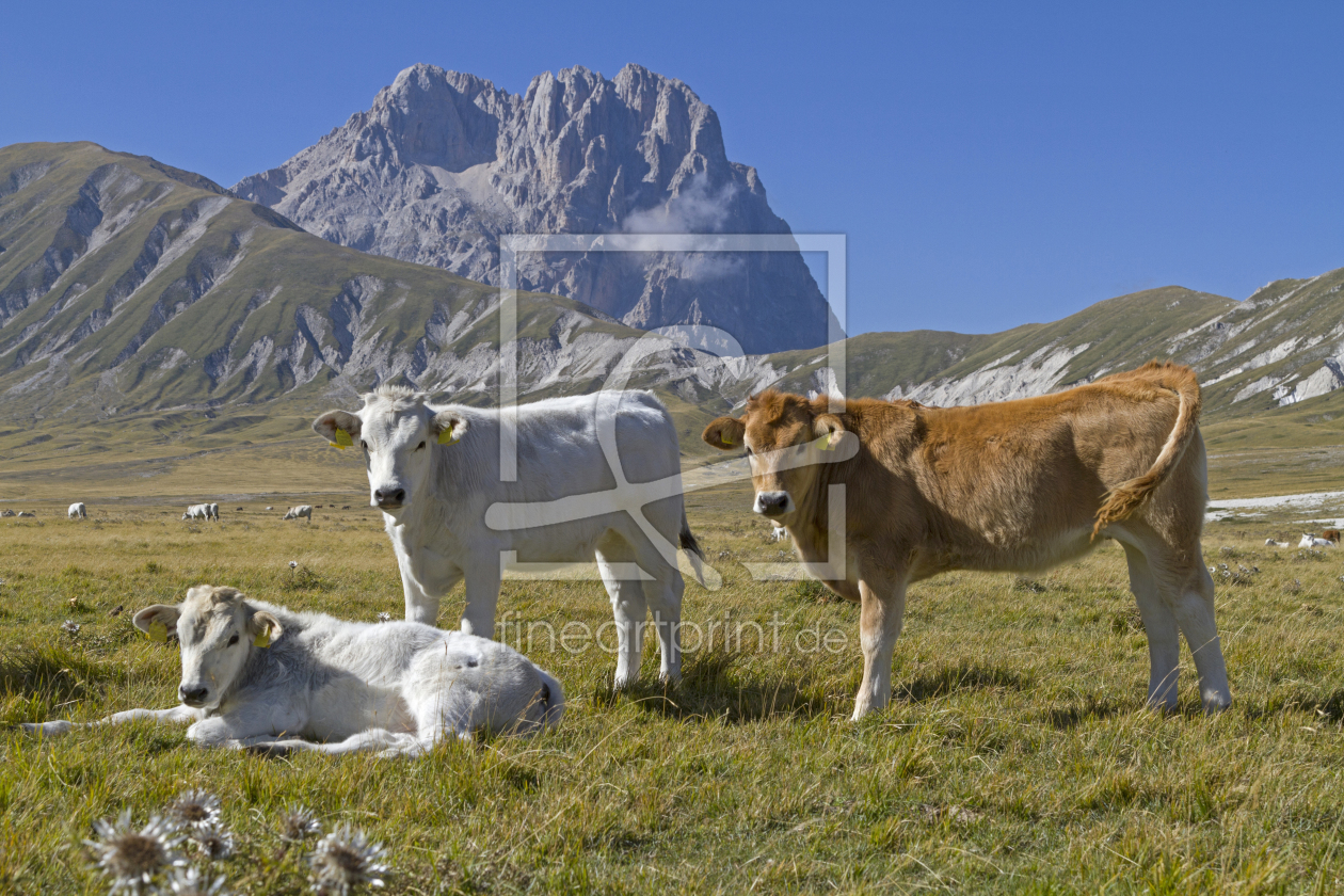 Bild-Nr.: 11100635 Kühe vor dem Corno Grande erstellt von EderHans