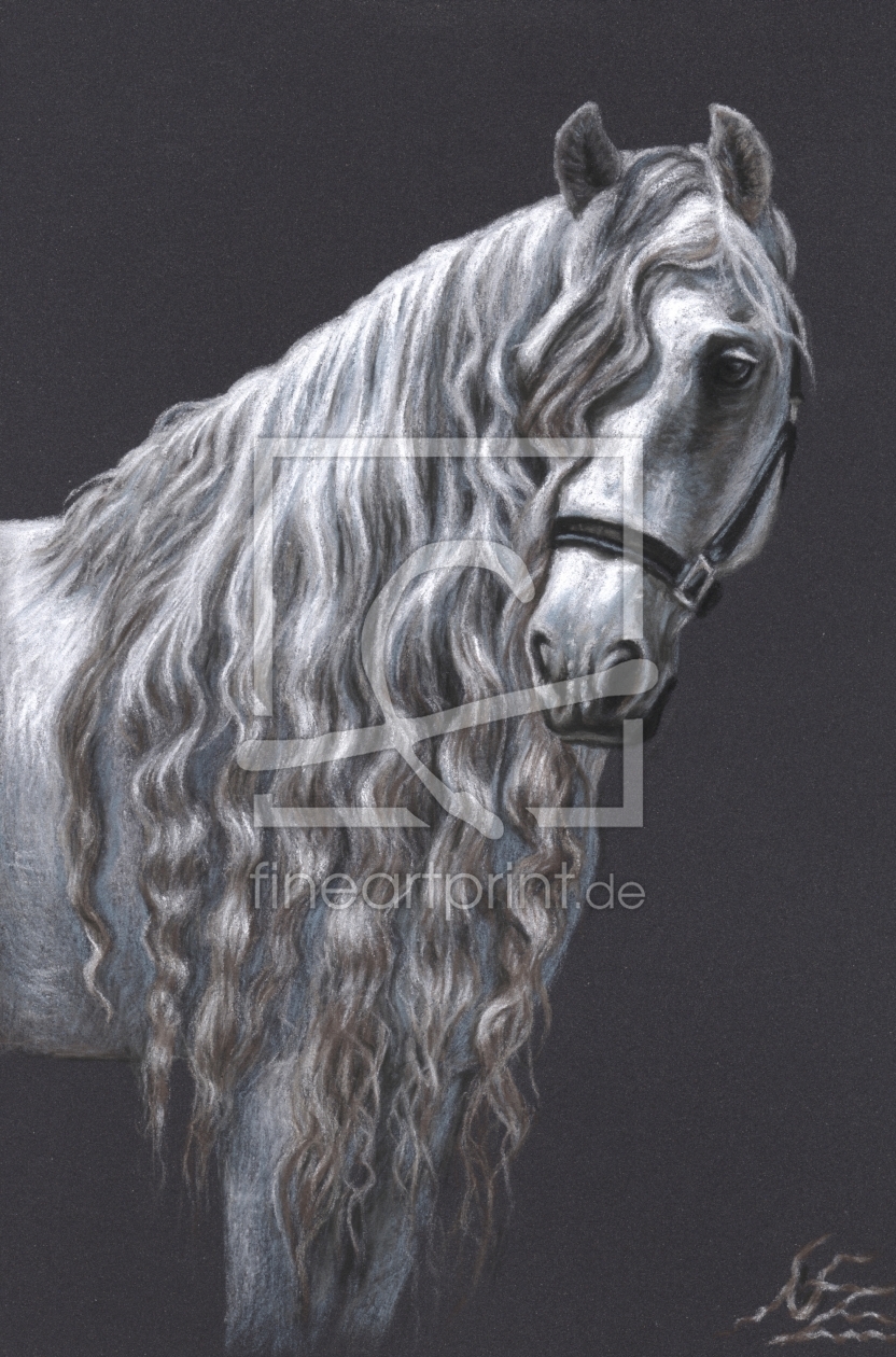 Bild-Nr.: 11102075 Andalusier - Andalusian Horse erstellt von NicoleZeug