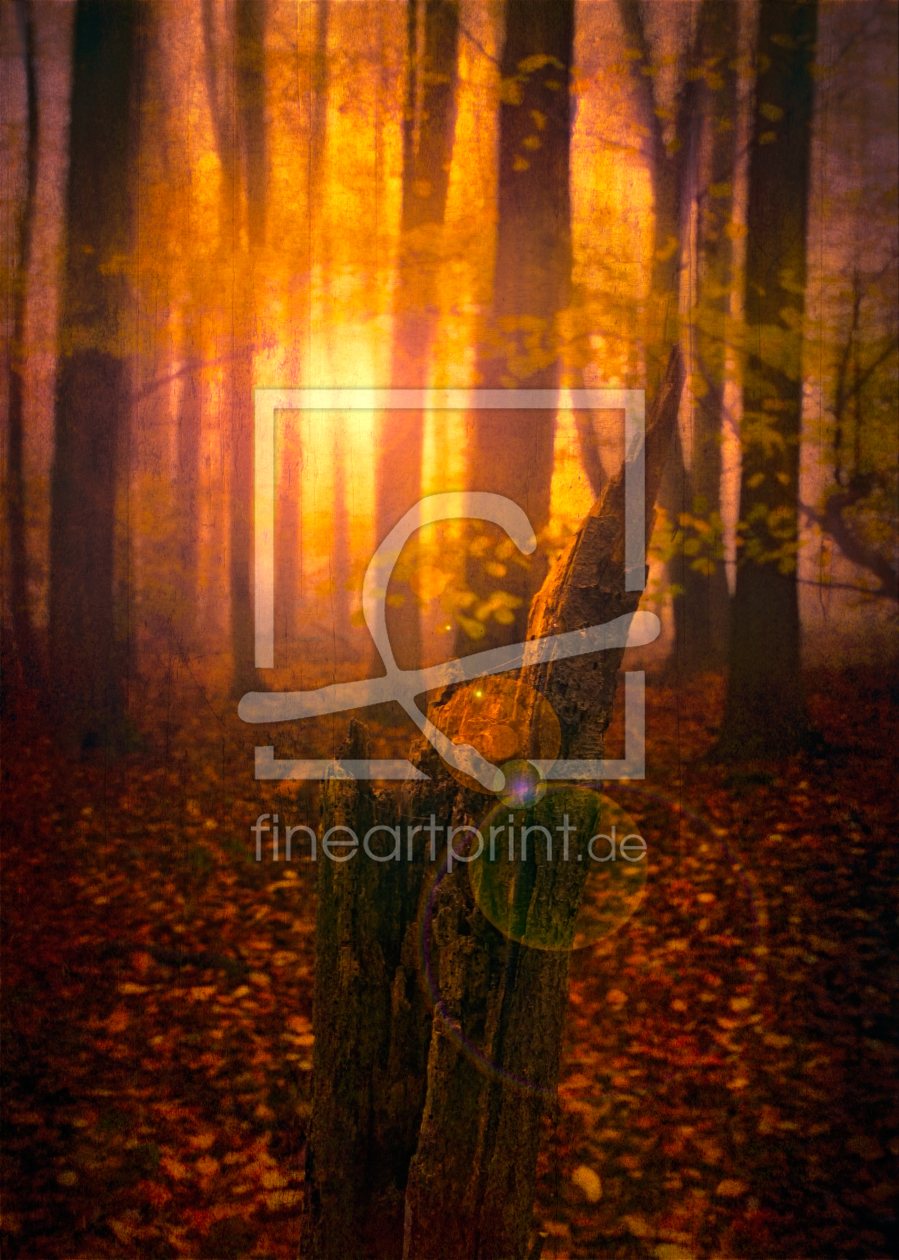Bild-Nr.: 11109039 A light in the forest erstellt von Stefan Kierek