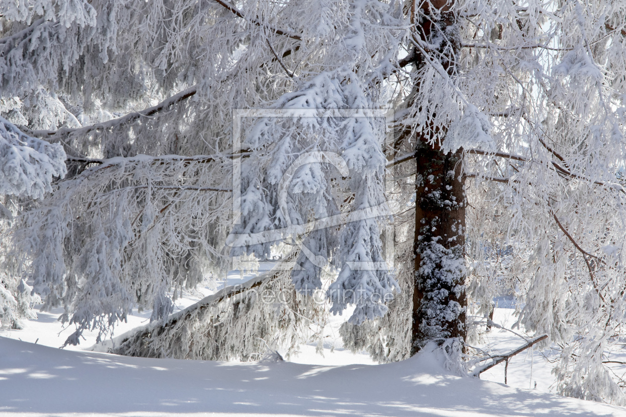 Bild-Nr.: 11109795 Weiße Winterpracht erstellt von IngeborgF