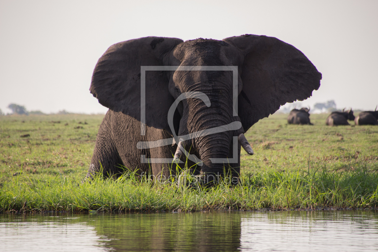Bild-Nr.: 11111279 Elefant erstellt von franktroe