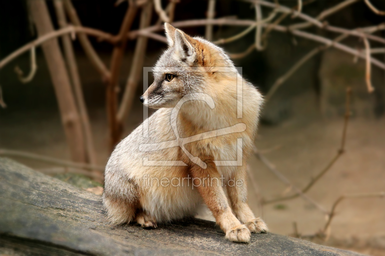 Bild-Nr.: 11116585  Korsakfuchs  erstellt von Heike  Hultsch