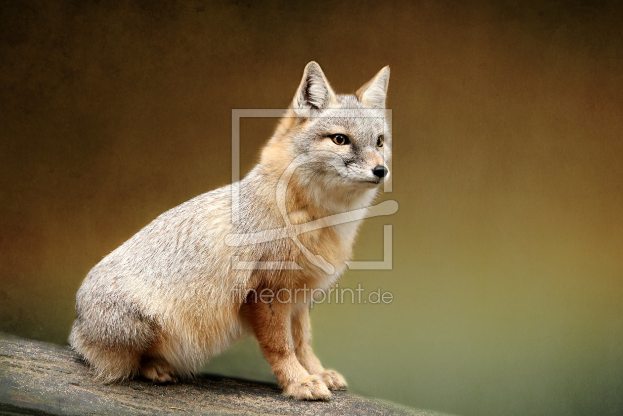 Bild-Nr.: 11116781 Korsakfuchs erstellt von Heike  Hultsch