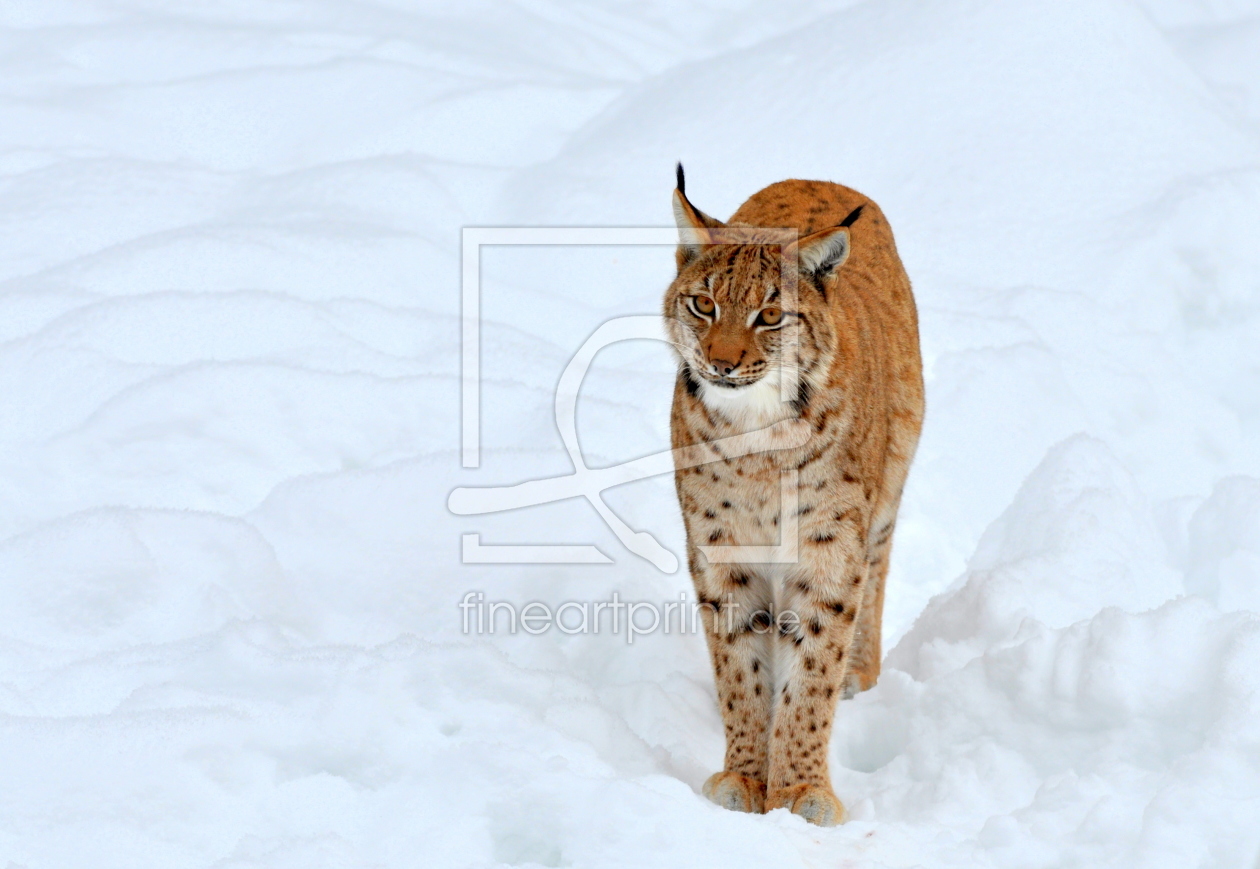 Bild-Nr.: 11118242 lynx lynx erstellt von GUGIGEI