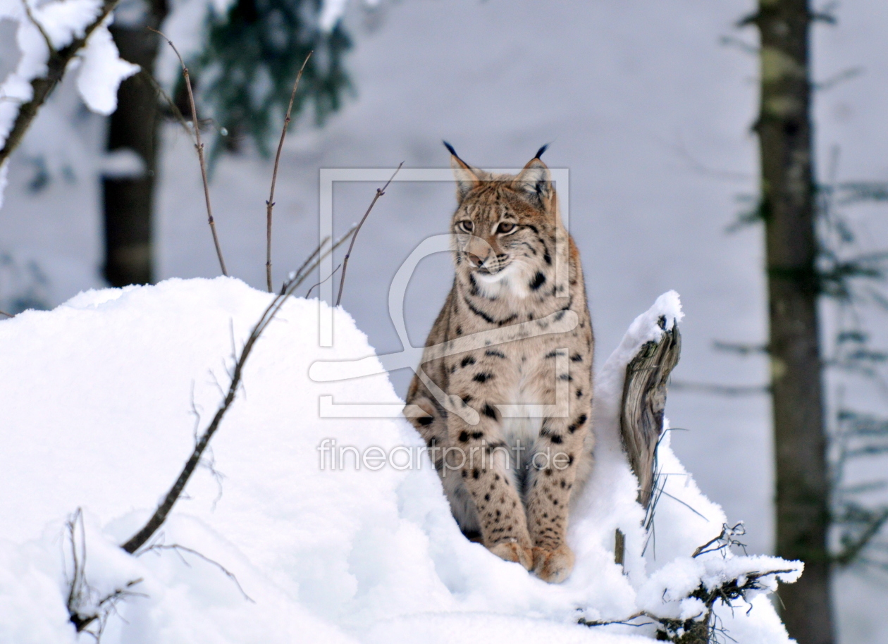 Bild-Nr.: 11119668 lynx lynx erstellt von GUGIGEI