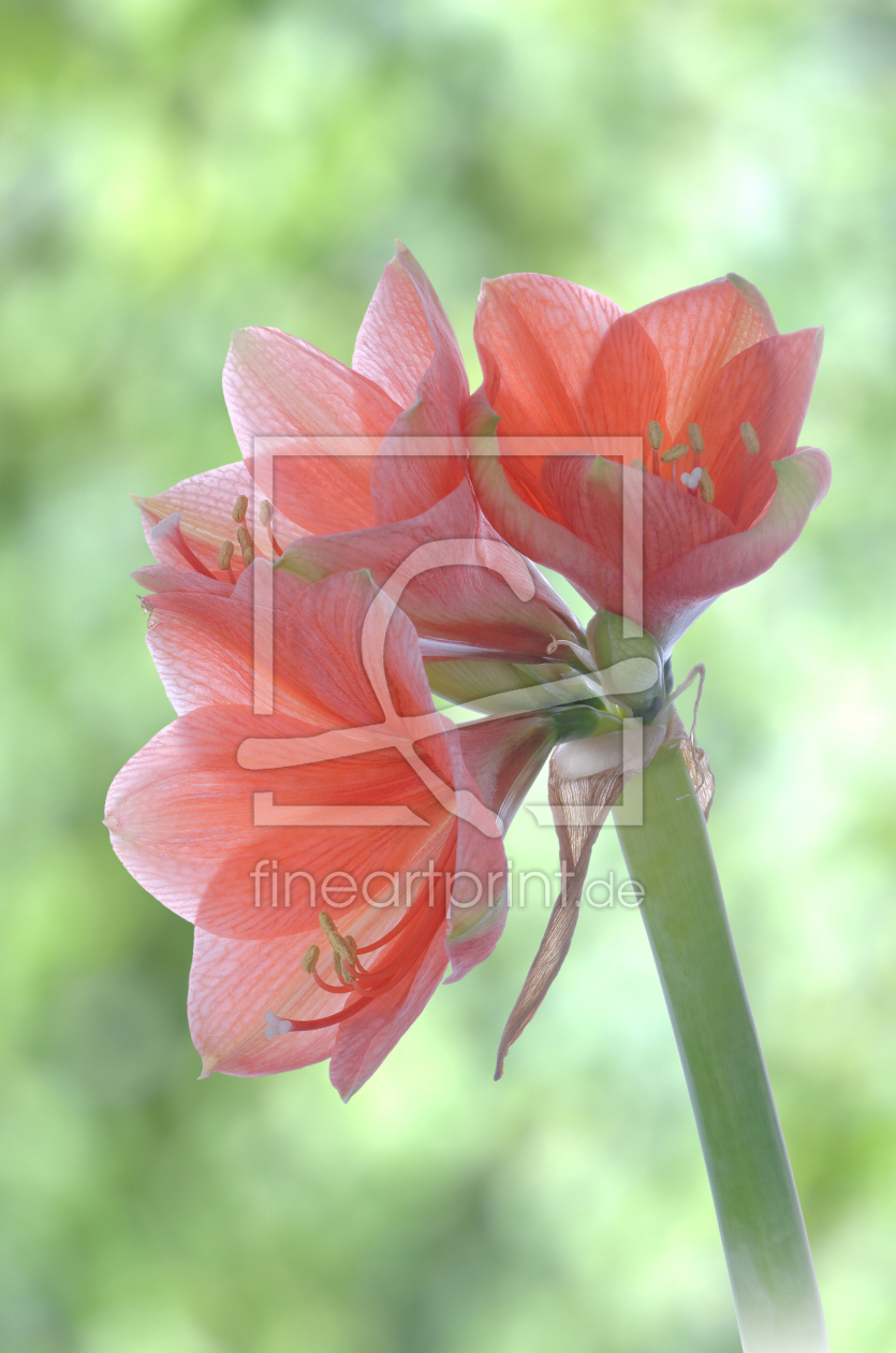 Bild-Nr.: 11122828 Amaryllis erstellt von Rolf Eschbach