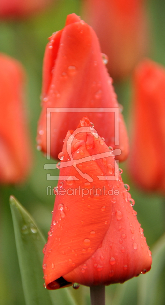 Bild-Nr.: 11122992 tulips erstellt von GUGIGEI