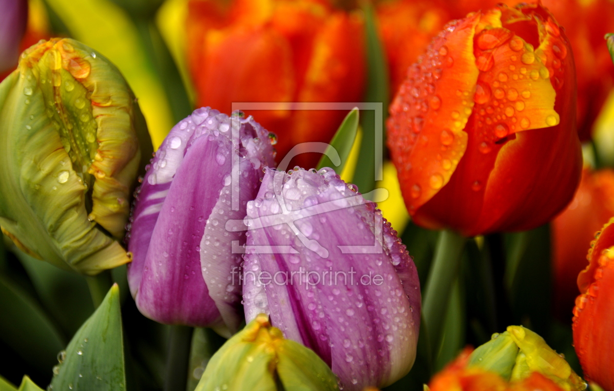 Bild-Nr.: 11123024 Tulpen im Regen erstellt von GUGIGEI