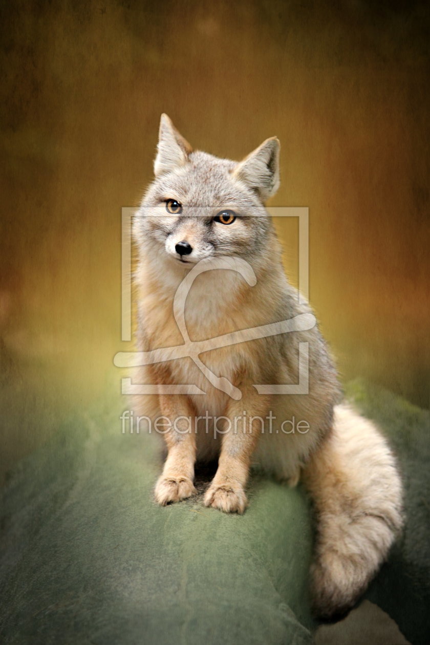 Bild-Nr.: 11123156 Fuchs erstellt von Heike  Hultsch