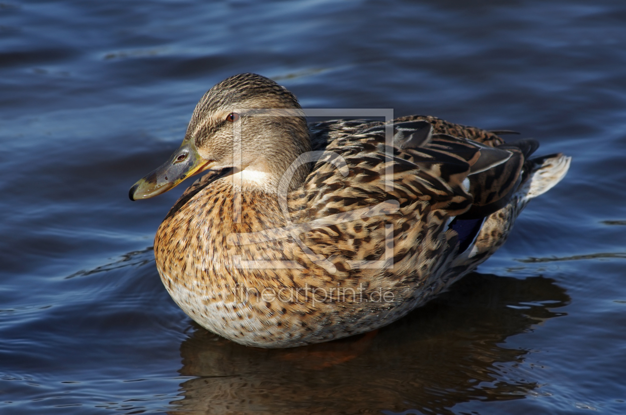 Bild-Nr.: 11126918 Ente erstellt von iwonag