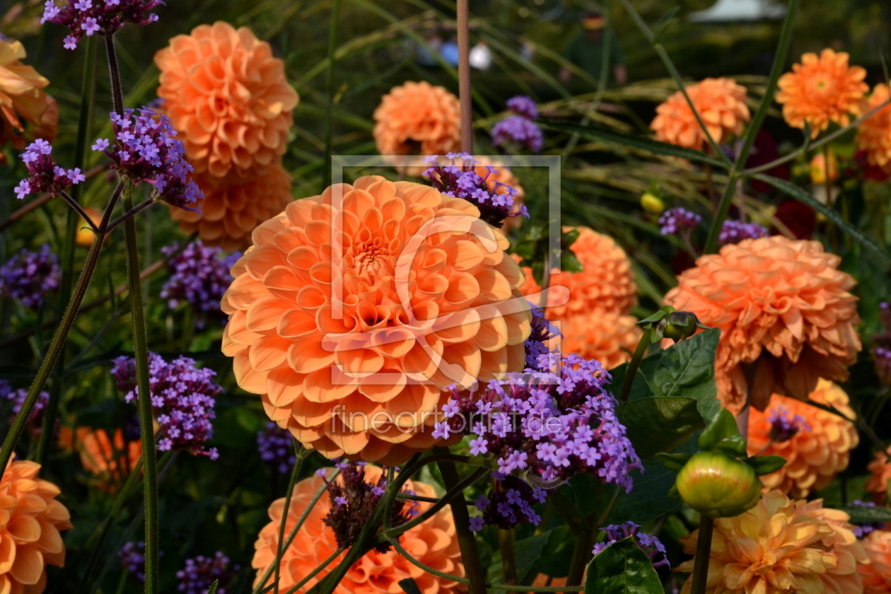 Bild-Nr.: 11127196 Herbstblumen erstellt von Ostfriese