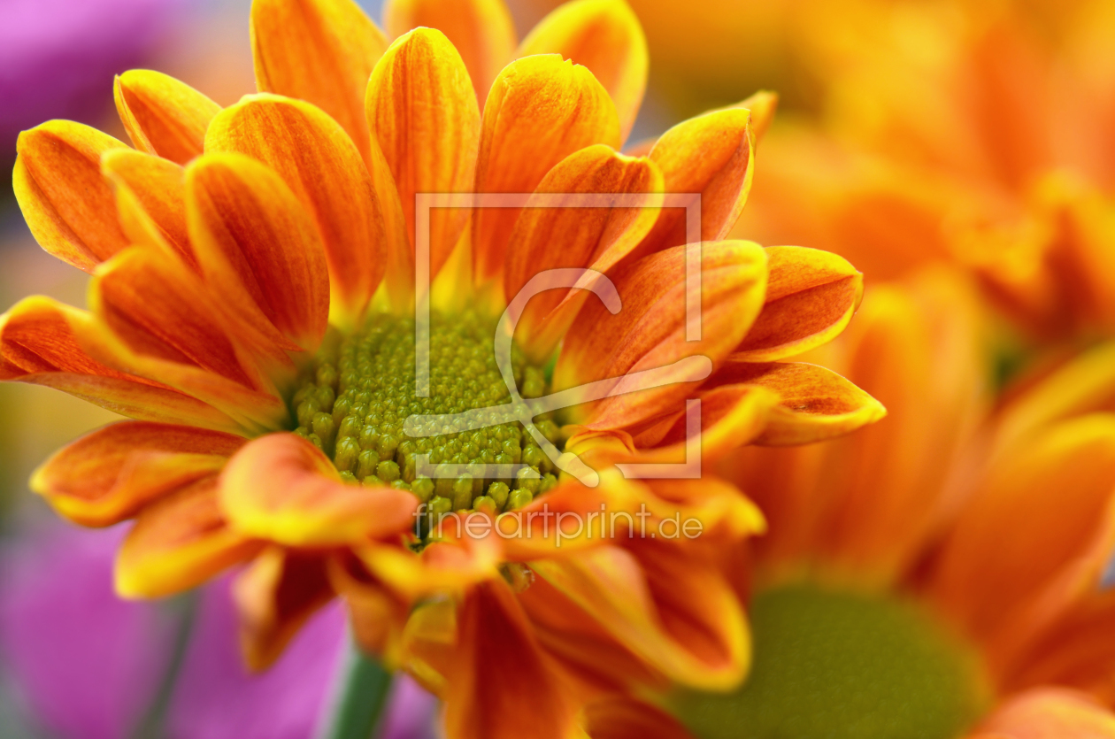 Bild-Nr.: 11129740 Herbstblumen erstellt von Atteloi