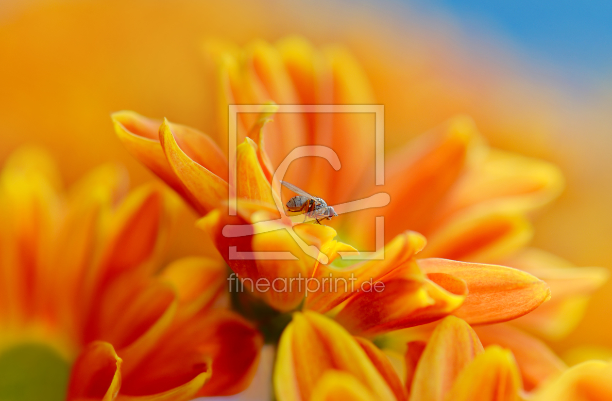 Bild-Nr.: 11129816 Herbstblumen erstellt von Atteloi