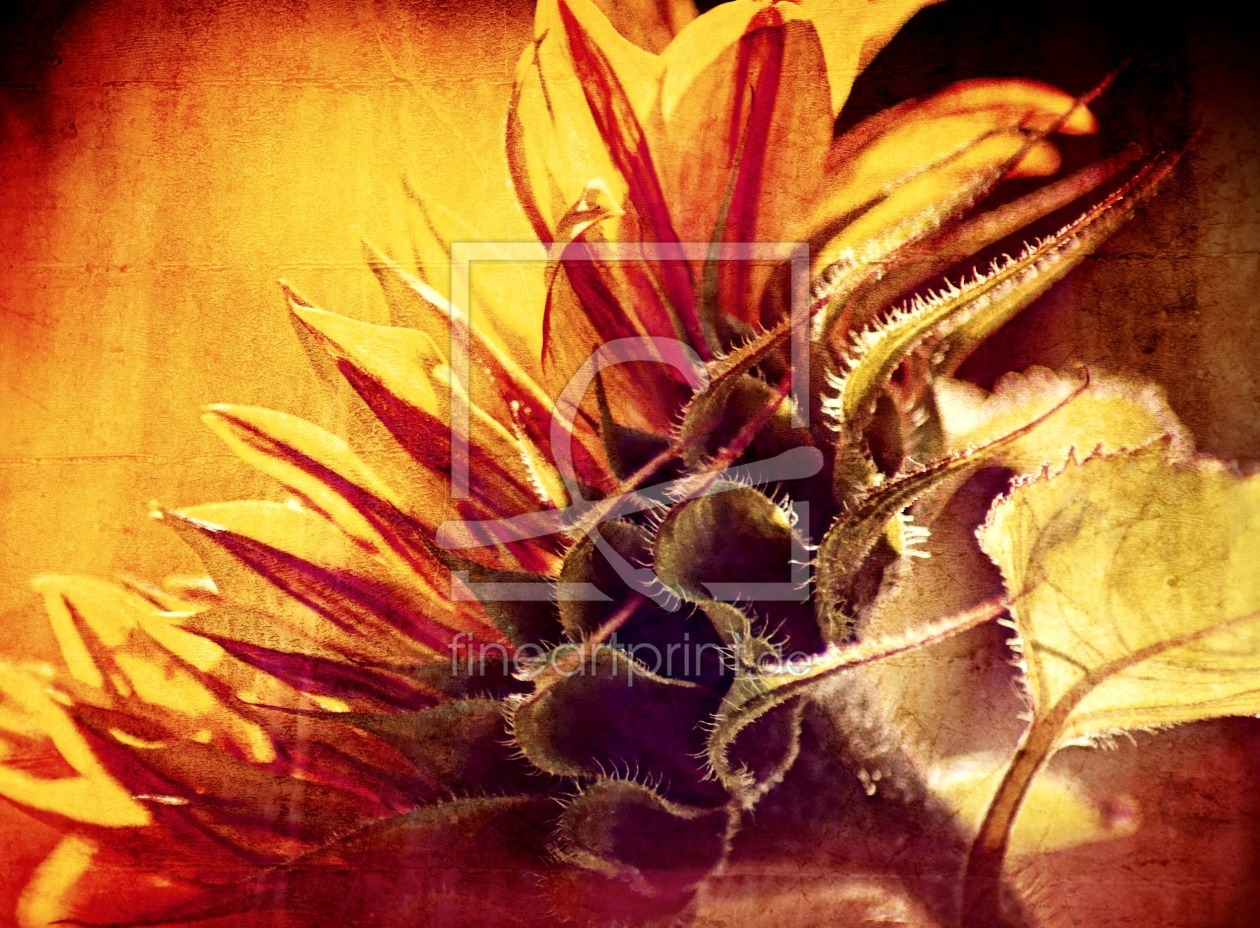 Bild-Nr.: 11129886 Sonnenblume erstellt von youhaveadream