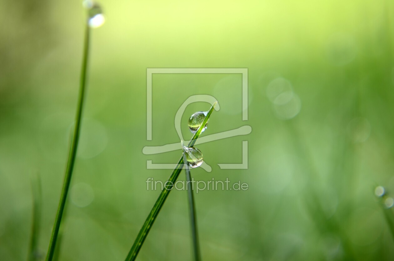 Bild-Nr.: 11132206 Der Tropfen höhlt den Stein nicht durch Kraft, sondern durch stetes Fallen erstellt von siebor