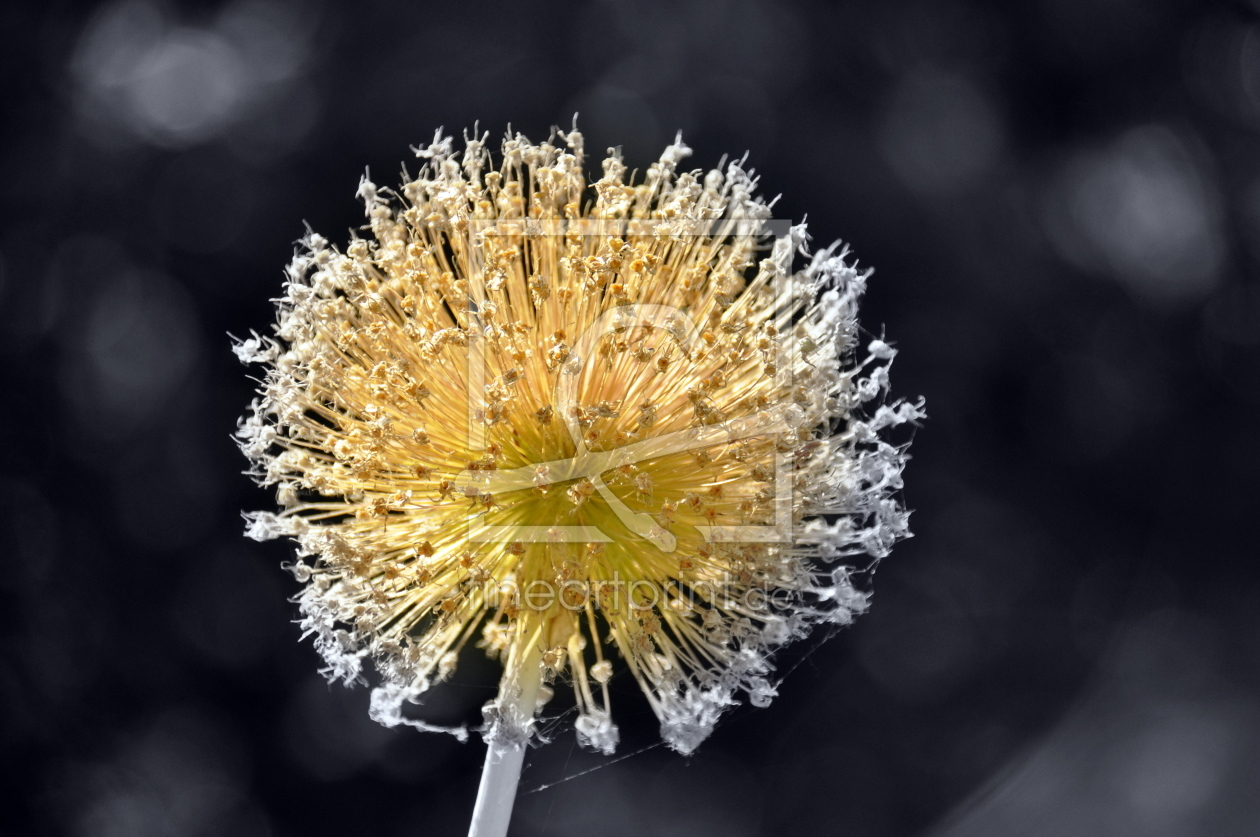 Bild-Nr.: 11133244 Goldkugel erstellt von GUGIGEI