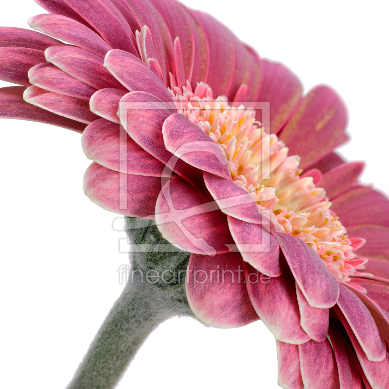 Bild-Nr.: 11134644 Gerbera erstellt von Rolf Eschbach