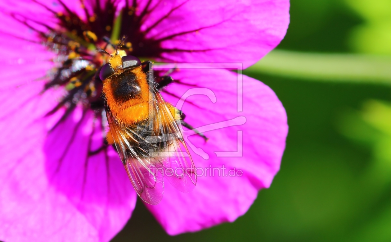 Bild-Nr.: 11136540 Geranium erstellt von falconer59