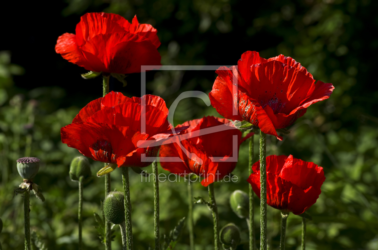 Bild-Nr.: 11137882 Mohnblume erstellt von iwonag