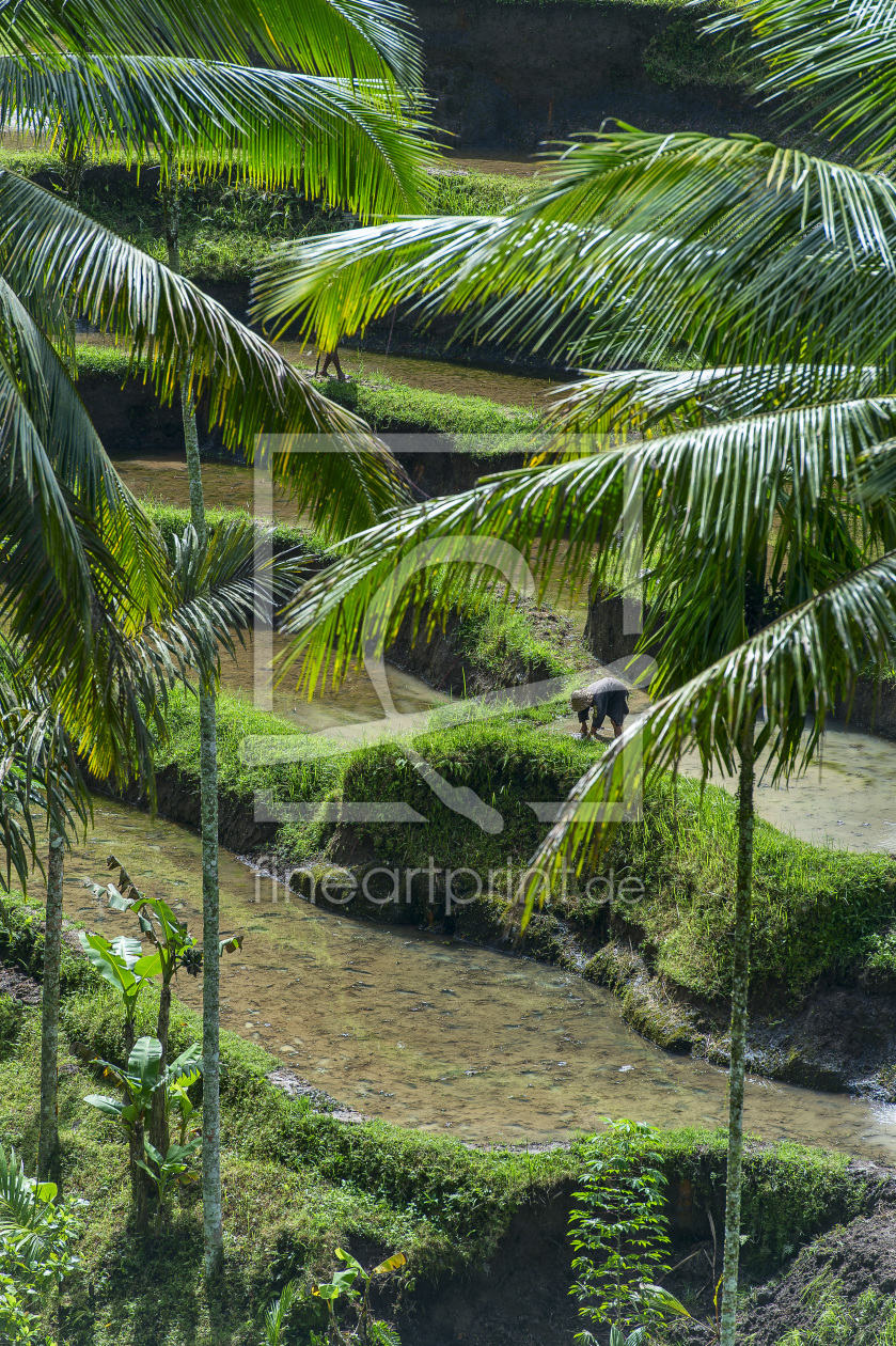 Bild-Nr.: 11140268 Bali - Reisterassen erstellt von fotos4fun