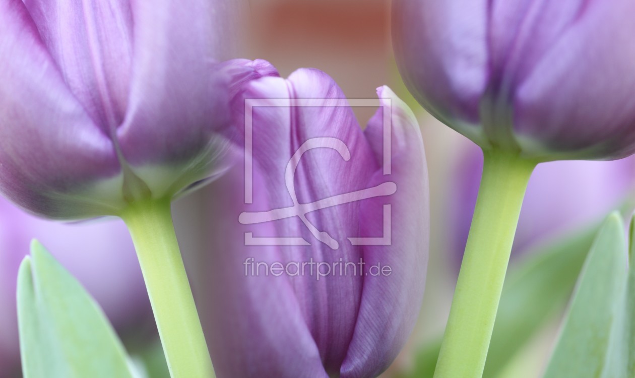 Bild-Nr.: 11141144 tulips, violet erstellt von csausbs