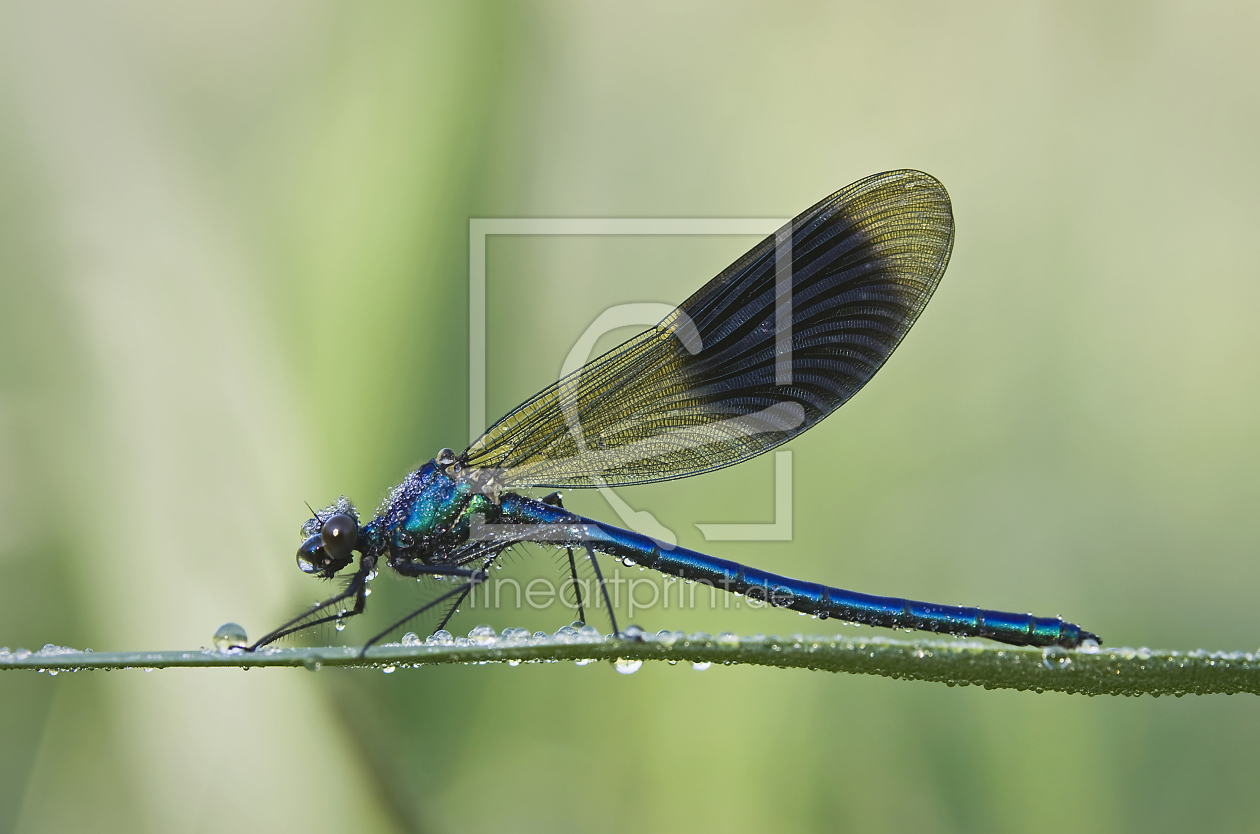 Bild-Nr.: 11142716 Prachtlibelle erstellt von chnoepfli