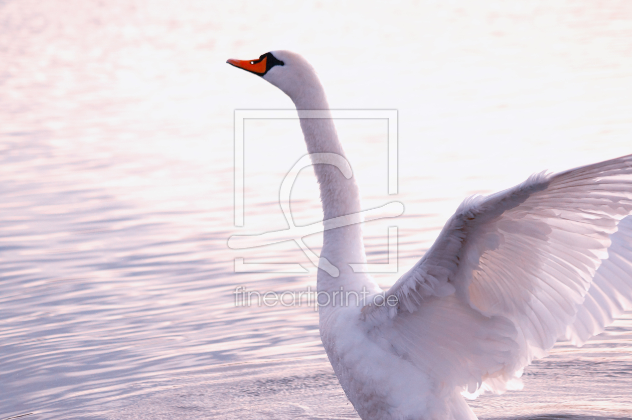 Bild-Nr.: 11143182 Schwan erstellt von Adriana-Pilic
