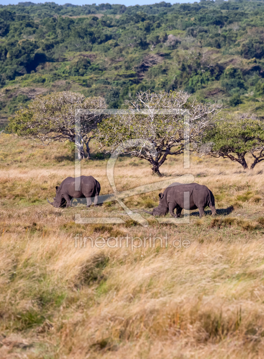 Bild-Nr.: 11143380 Black Rhinos erstellt von TomKli