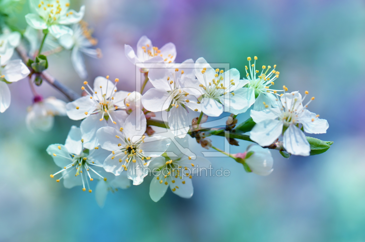 Bild-Nr.: 11148586 Frühling erstellt von Atteloi