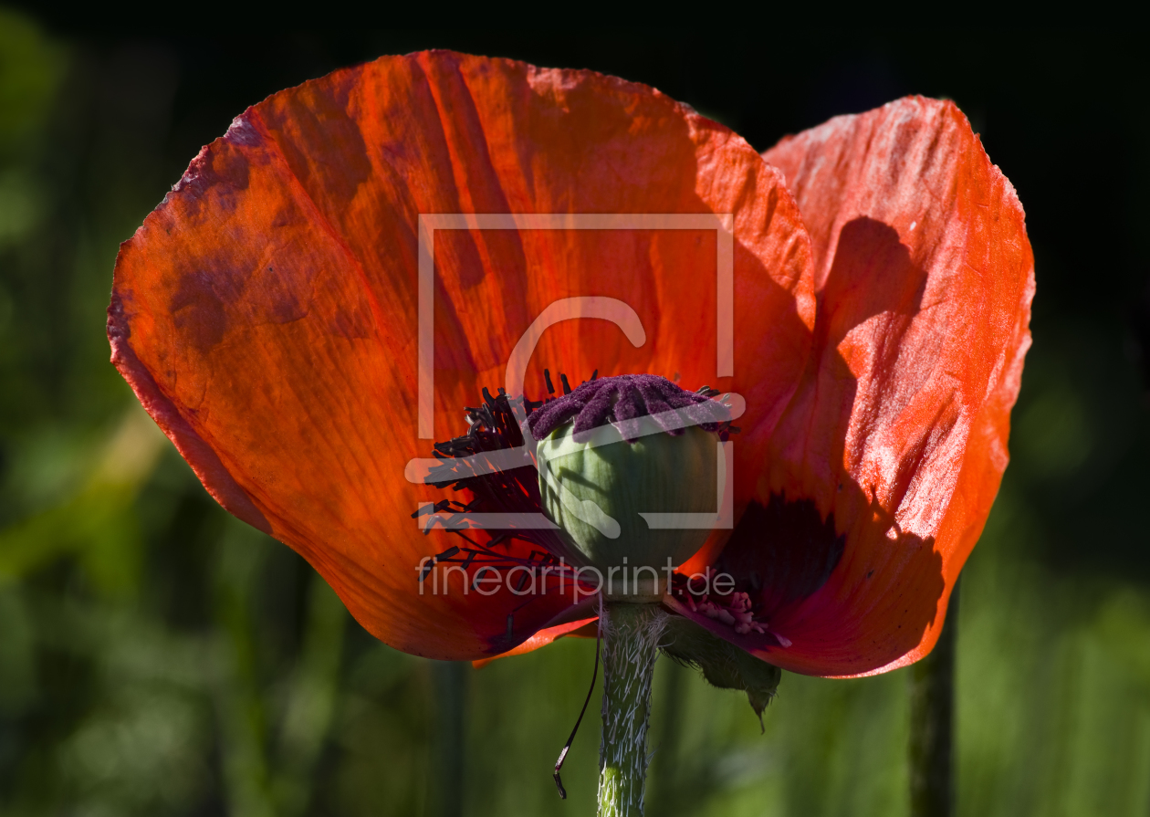 Bild-Nr.: 11151308 Mohnblume erstellt von iwonag