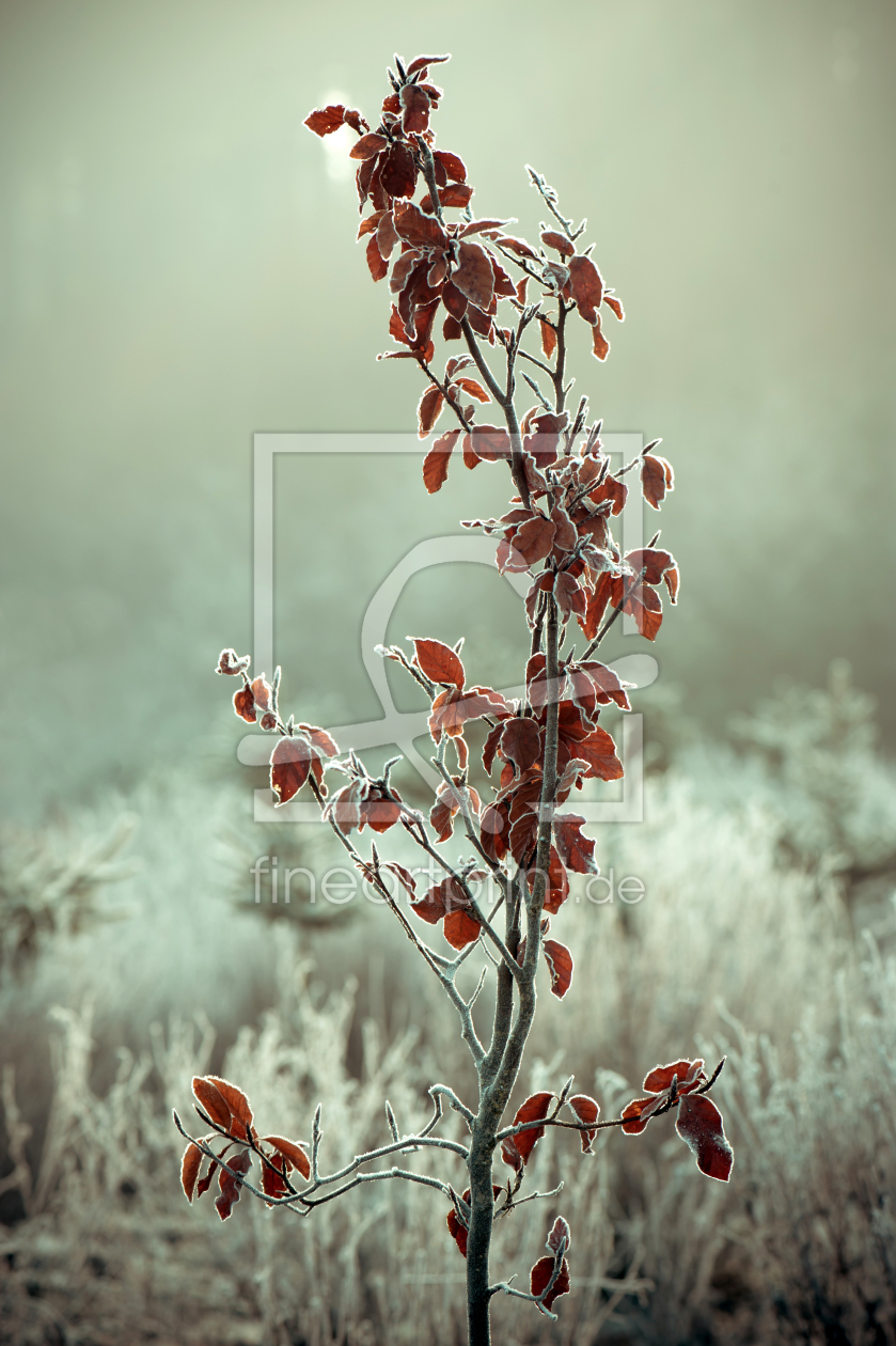 Bild-Nr.: 11151892 Frost 01 erstellt von Ute Averkamp