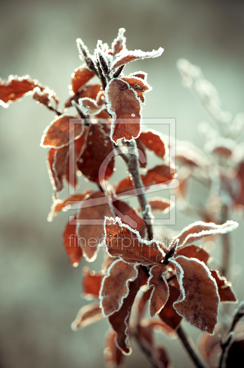 Bild-Nr.: 11151898 Frost 02 erstellt von Ute Averkamp