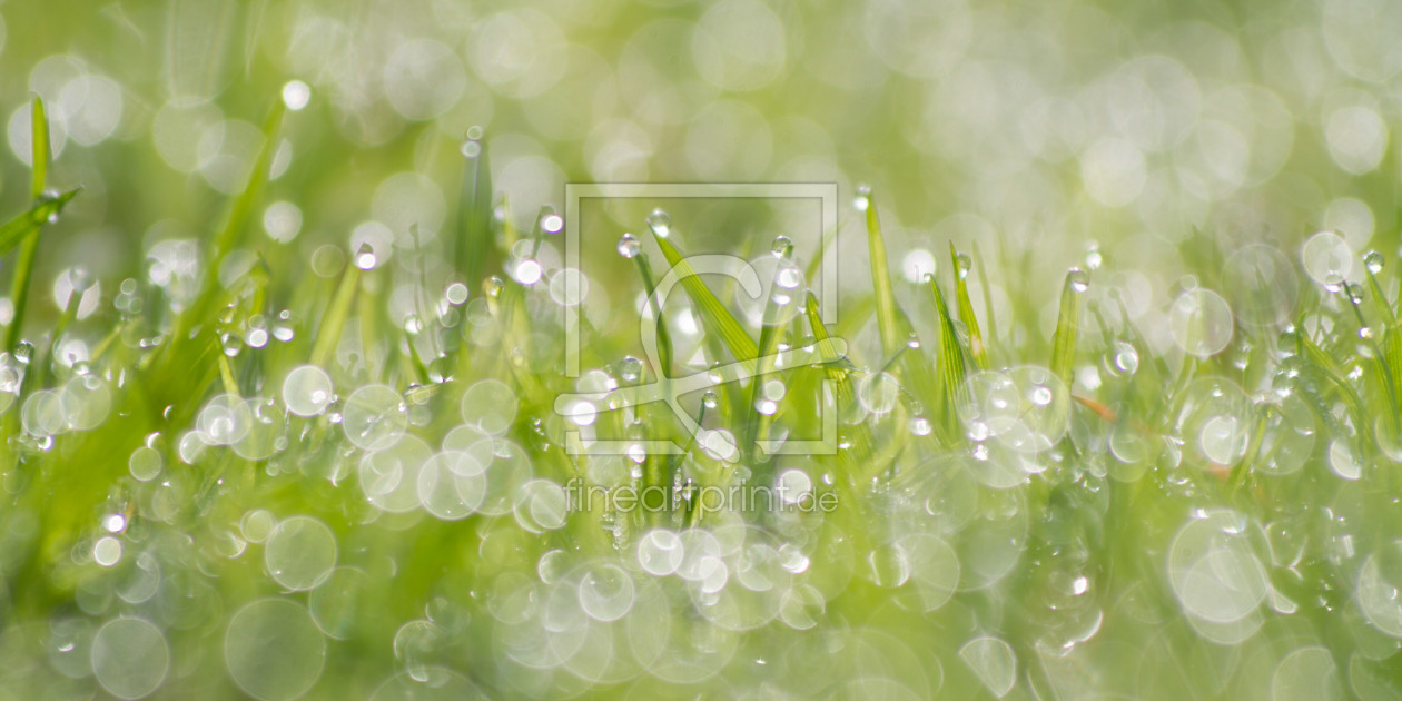 Bild-Nr.: 11152740 Tautropfen im Gras erstellt von pero-foto