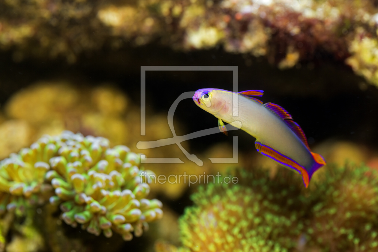 Bild-Nr.: 11155138 Dekor-Schwertgrundel - Nemateleotris decora erstellt von 