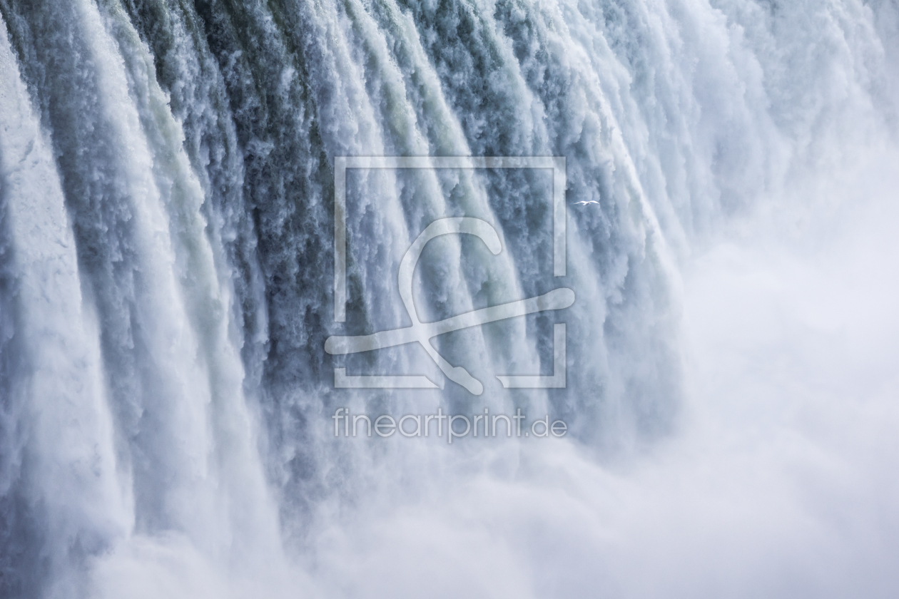 Bild-Nr.: 11155466 Niagaramöwe erstellt von BJF
