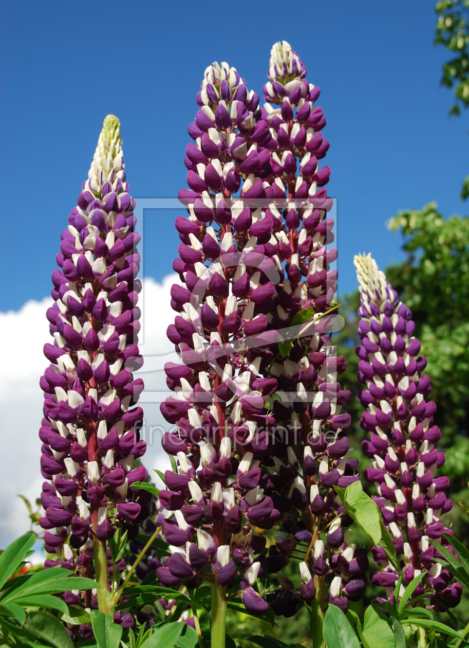 Bild-Nr.: 11156562 Lupinen erstellt von GUGIGEI