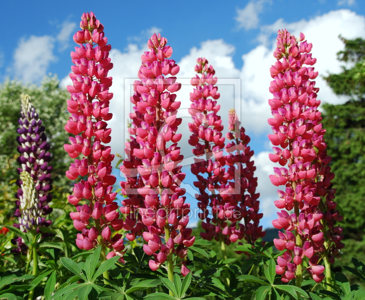 Bild-Nr.: 11156564 Lupinen erstellt von GUGIGEI