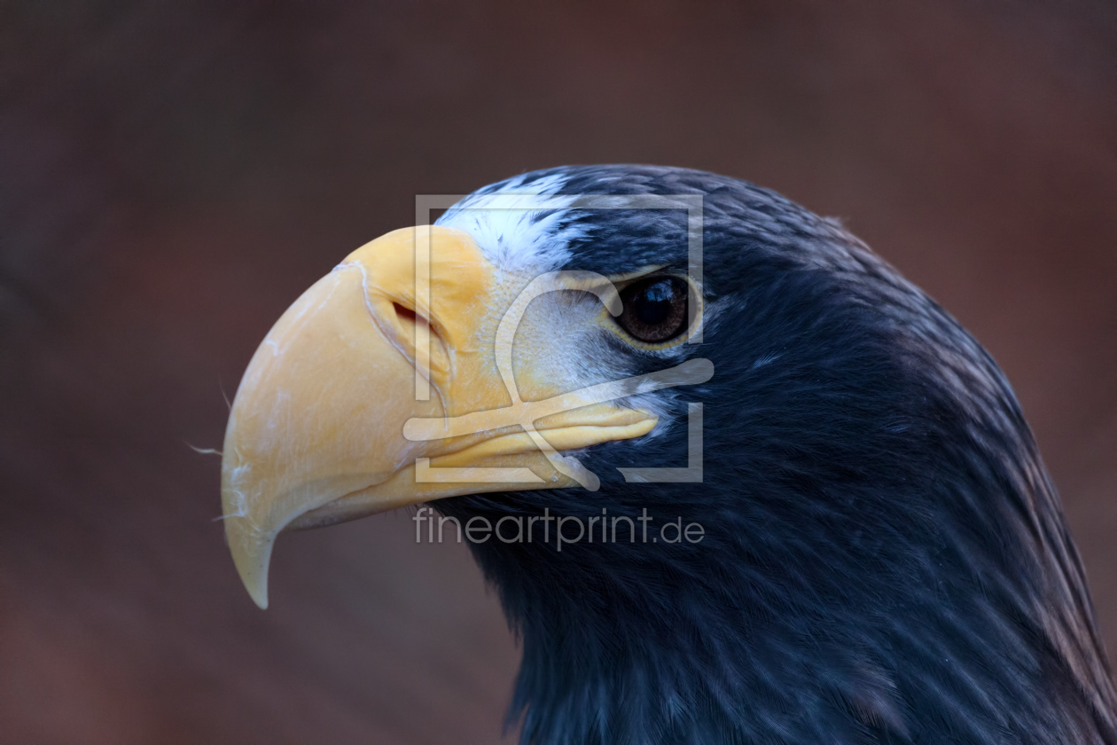 Bild-Nr.: 11157948 Seeadler erstellt von TomKli