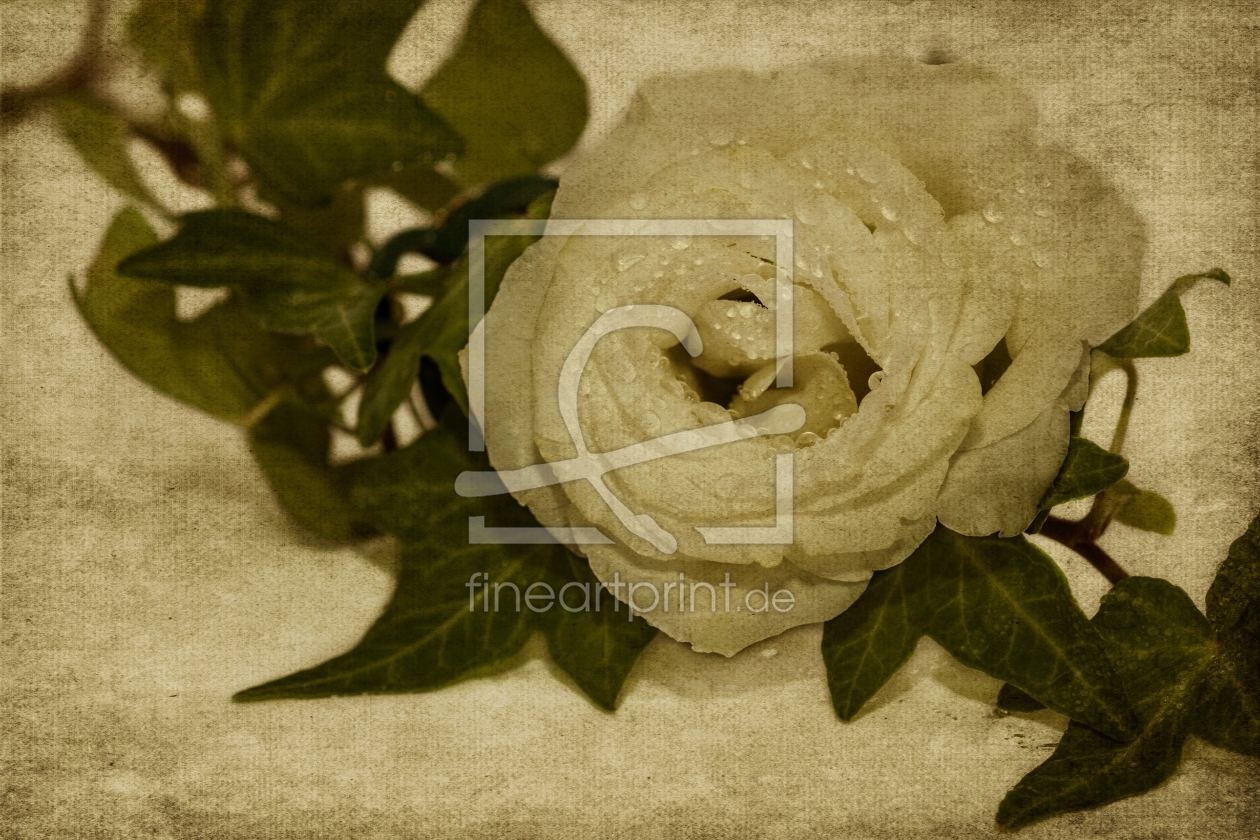Bild-Nr.: 11158660 Stillleben mit Rose erstellt von Lichtbildmanufaktur