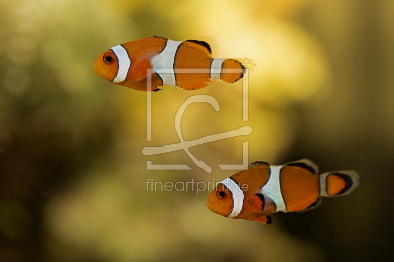 Bild-Nr.: 11161538 Falscher Clownfisch - Amphiprion ocellaris erstellt von 